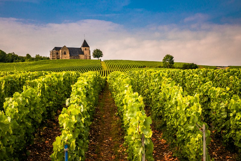 Rows of vines leading up to a hilltop church
