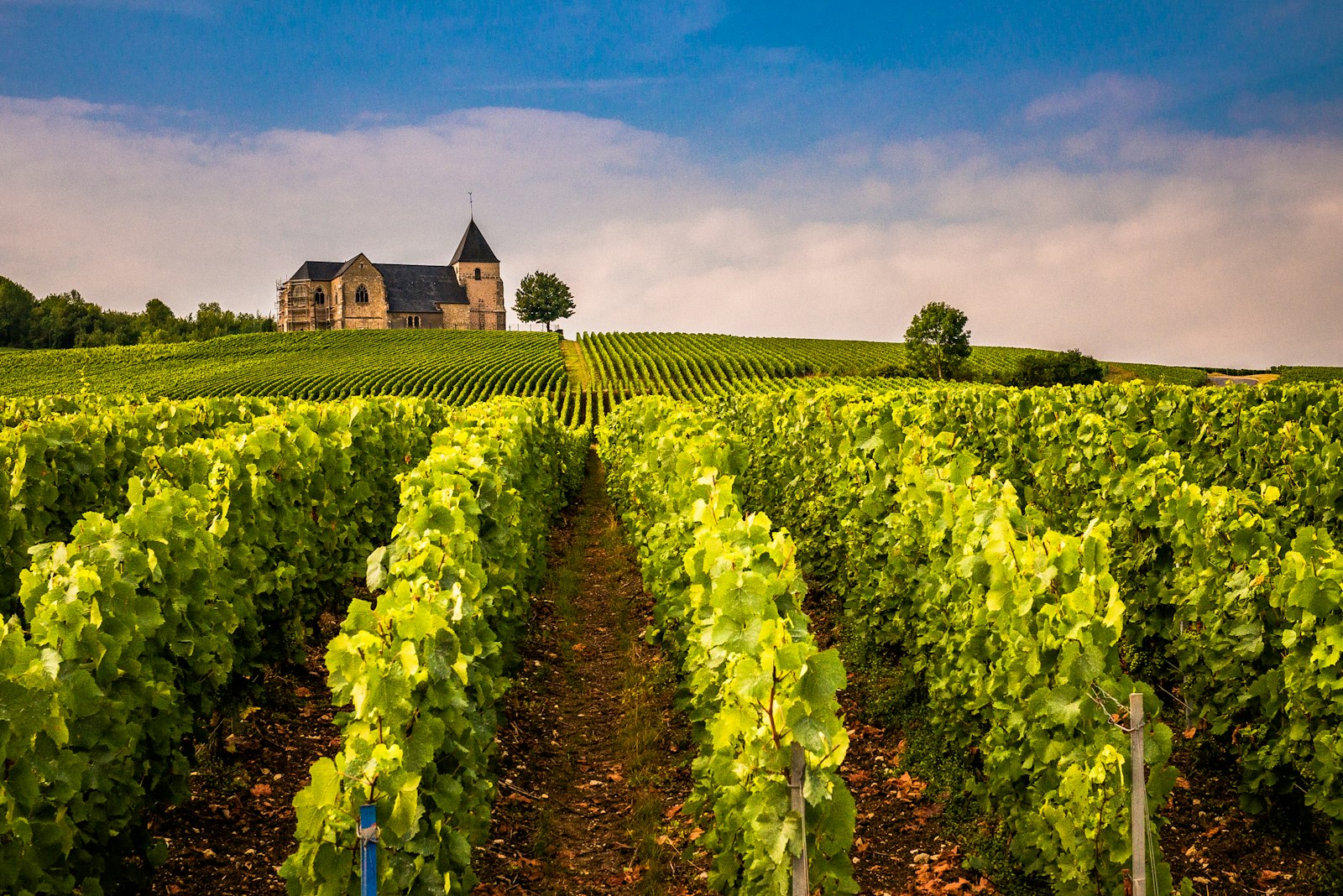 Rows of vines leading up to a hilltop church